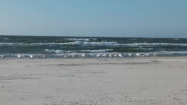 Łabędzie na plaży bałtyckiej w Rowach – dzika przyroda Słowińskiego Parku Narodowego