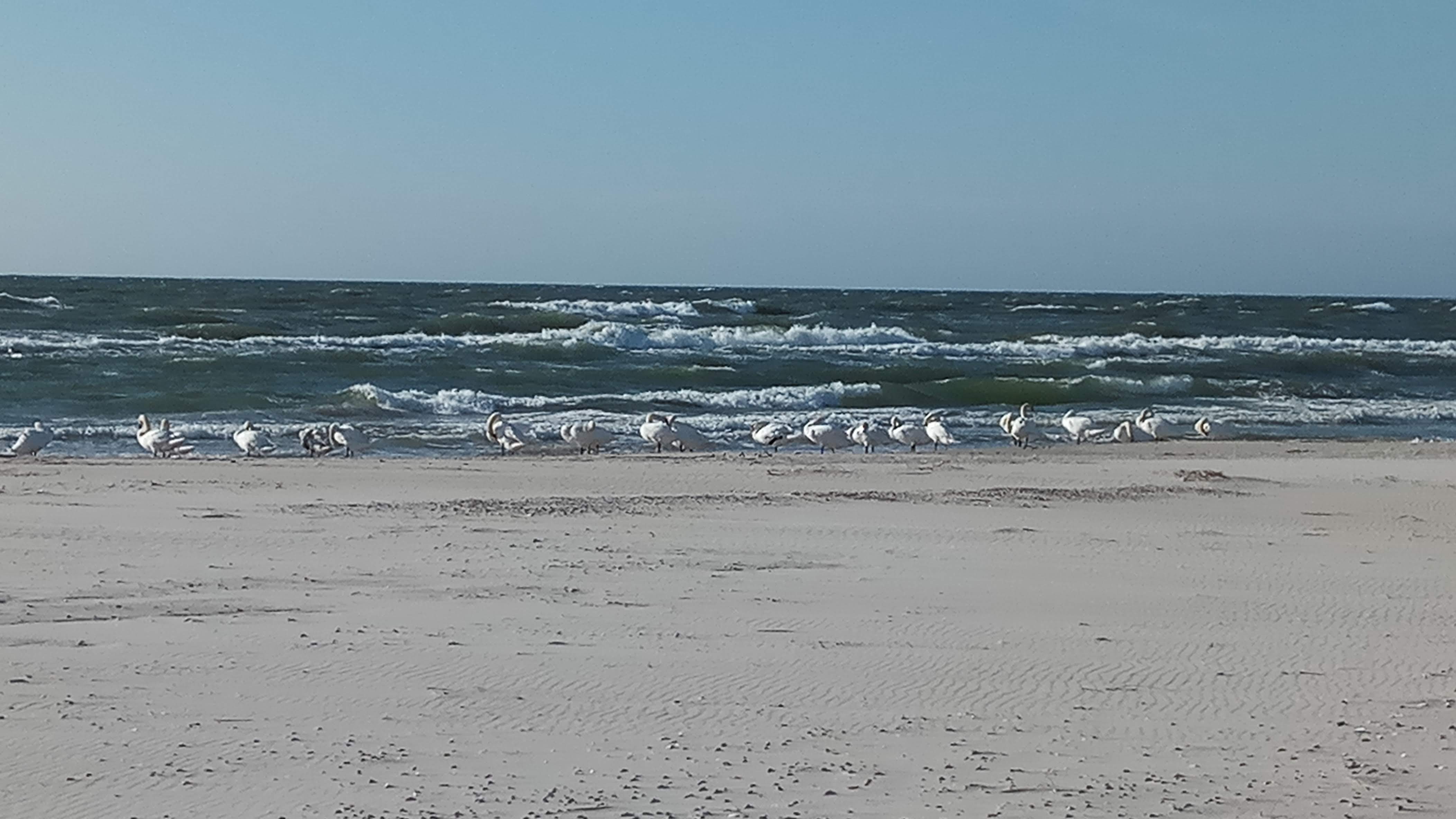 Łabędzie na plaży bałtyckiej w Rowach – dzika przyroda Słowińskiego Parku Narodowego