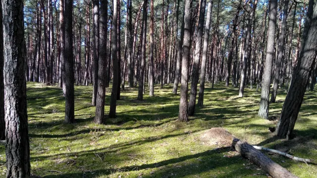 Las sosnowy Słowińskiego Parku Narodowego w okolicach Rowów