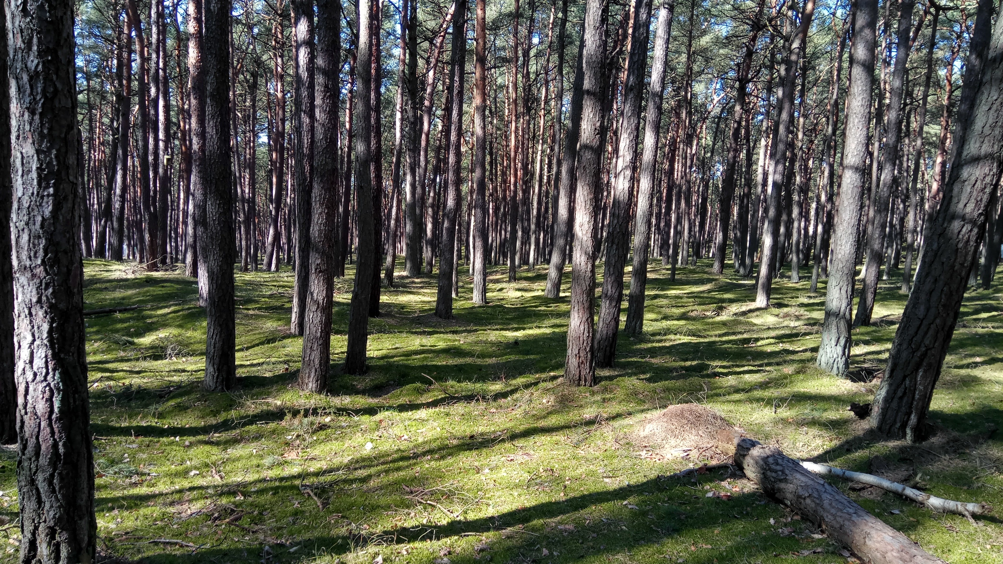 Las sosnowy Słowińskiego Parku Narodowego w okolicach Rowów